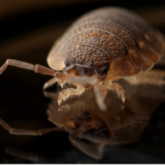 Pest control management