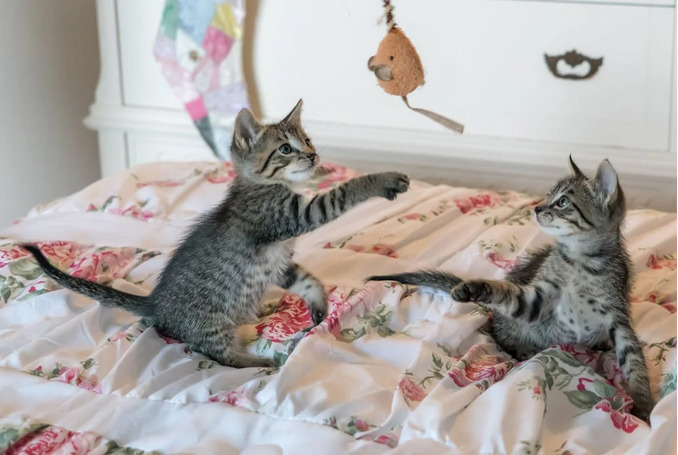 kittens